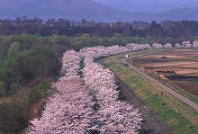 御所湖広域公園から見る雫石川園地の桜の景観
