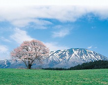 小岩井農場から見る一本桜の景観