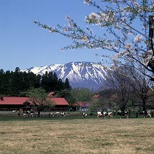 小岩井農場から見る牛舎と桜の景観