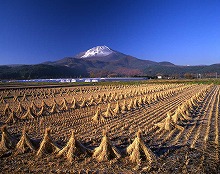 八幡平市平笠付近から見る初冬の田園と岩手山の景観