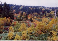 八幡平市緑ヶ丘の八幡平スキー場から見る八幡平の紅葉の景観