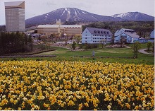 八幡平市（旧安代町・安比高原牧場）から見る水仙畑と安比高原スキー場の景観