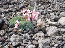 岩手山の外輪山から見る足元に咲くコマクサの景観