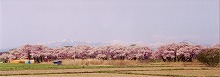 北上市の展勝地第二駐車場付近から見る展勝地公園の桜並木の景観