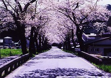 釜石市唐丹町字大曽根から見る本郷桜並木の景観