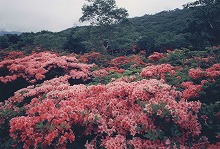 釜石市五葉山赤坂峠駐車場から見る五葉山のツツジの景観