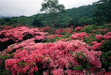 釜石市五葉山から見るつつじの景観