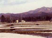 西和賀町沢内字弁天　七内集落の道路から見るハゼがけ用の杭と肥え引きの見える田の景観