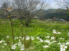 西和賀町沢内字川舟　県道1号と12号の交差点付近から見る茅葺きの古民家と周辺の自然の景観