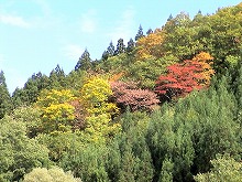 西和賀町沢内の町道　字弁天と字鍵飯の境目、鍵飯に入ったところから見る木3本の紅葉の景観