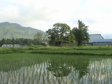 西和賀町沢内の保存家屋　清吉稲荷から見る田圃の景観