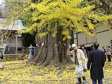 西和賀町沢内字太田　碧祥寺となりの八幡様から見る境内になるオオイチョウの景観