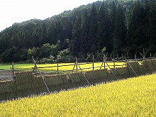 西和賀町沢内字長瀬野　清吉稲荷から両沢入り口の間から見る長いハゼ掛けの景観