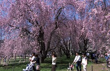 盛岡市上米内の米内浄水場から見る米内浄水場の桜の景観