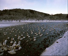 盛岡市高松の高松の池岸辺から見る高松の池と白鳥の景観