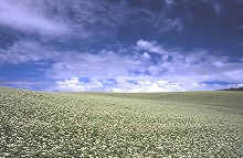 盛岡市玉山区藪川字外山の農道付近から見るソバの花咲く丘の景観