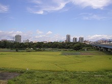 盛岡市本宮の盛南大橋（雫石川）右岸上流堤防から見る緑のカーテン（河川樹木）の景観