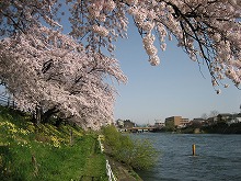 北夕顔瀬町2丁目（北上川に架かる山田線橋梁上流西側）から見る北上川清流と西側堤防に咲く桜の景観