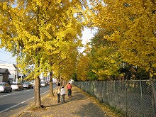 県営運動公園周辺から見る色鮮やかなイチョウの街路樹木の景観