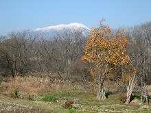 雫石川河川敷から見る色づいた柿と初冬の岩手山の景観