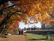 岩手公園から見る中津川に架かる毘沙門橋付近の紅葉の景観