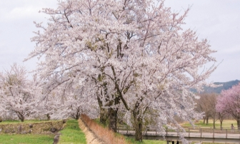 春の様子