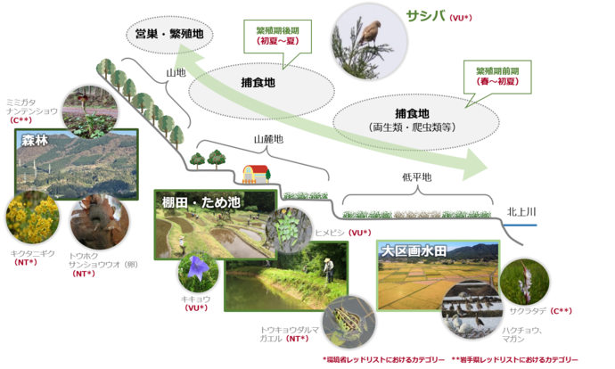 束稲山麓地域の生態系