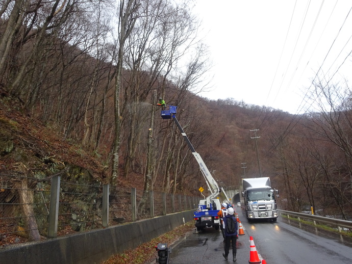 岩手県が幹伐採