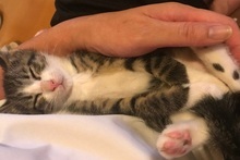 動物のいのちをつなぐボランティア
