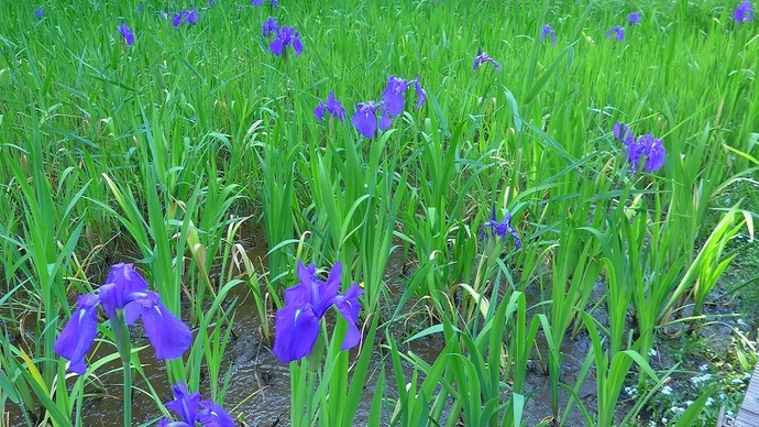 【令和7年5月19日掲載】岩手県立御所湖広域公園の尾入野湿生植物園では様々な花を楽しむことができます！
