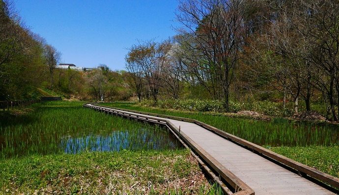 【令和7年5月22日掲載】岩手県立御所湖広域公園の尾入野湿生植物園では様々な花を楽しむことができます！