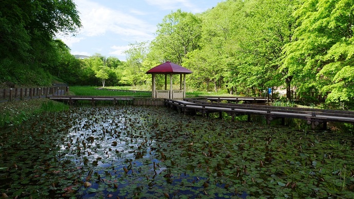 【令和7年7月25日掲載】岩手県立御所湖広域公園の尾入野湿生植物園では、7月下旬にスイレンが咲きます！