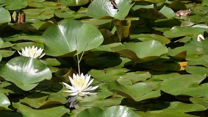 【令和7年7月28日掲載】岩手県立御所湖広域公園の尾入野湿生植物園では、7月下旬にスイレンが咲きます！