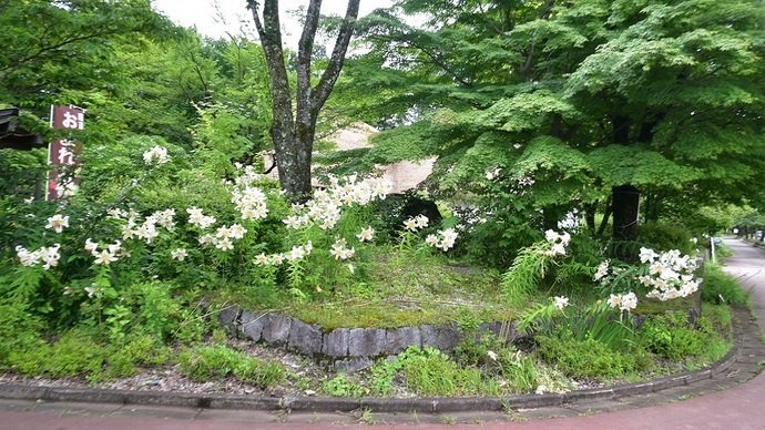 【令和7年7月16日掲載】岩手県立御所湖広域公園のさくら園の周辺では、やまゆりがたくさん咲きます！