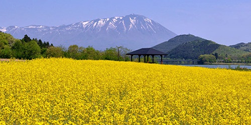 【令和7年5月1日掲載】岩手県立御所湖広域公園で、岩手山を背景に菜の花を楽しめます