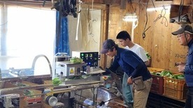 チンゲン菜包装体験の様子