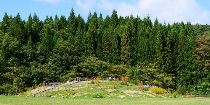 【令和7年7月8日掲載】岩手県立御所湖広域公園の町場地区園地には、岩手山を背景に岩手ゆかりの花が楽しめる花畑がひろがっています！