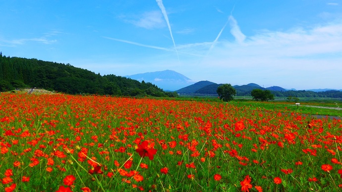 【令和7年8月5日掲載】岩手県立御所湖広域公園の町場地区園地には、岩手山を背景に岩手ゆかりの花が楽しめる花畑がひろがっています！