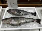 魚