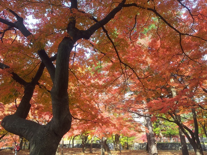 【令和7年11月14日掲載】ふるさと岩手の自然風景や歴史的文化遺産など、美しい景観を大事にしていくため「いわての残したい景観」を募集しています！