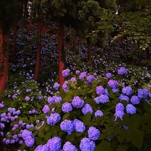 紫陽花の山