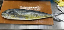 しいら