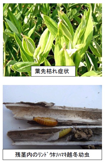 写真：葉先枯れ症状・残茎内のリンドウホソハマキ越冬幼虫