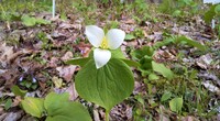 野の花花壇画像4