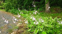 野の花花壇画像12