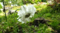 野の花花壇画像13