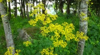 野の花花壇画像14