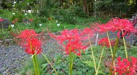 野の花花壇画像17