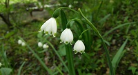 野の花花壇画像23