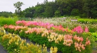 宿根草見本園